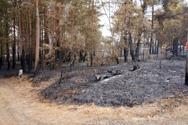 istock Close up of burnt pine forest floor 1578543268