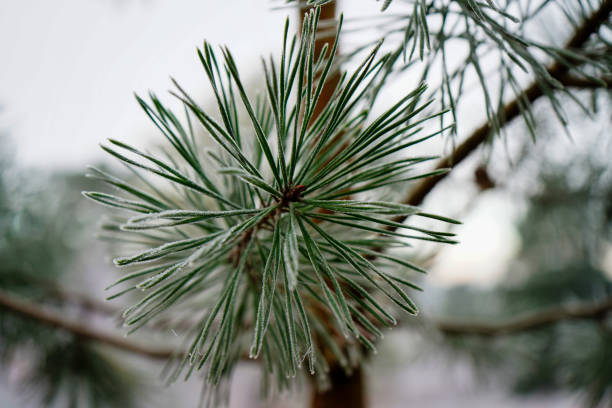 istock Close up of frozen pine tree needles 1578543353