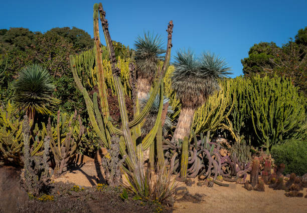 istock Cacti in a park in Benalmadena, Spain 1578543738