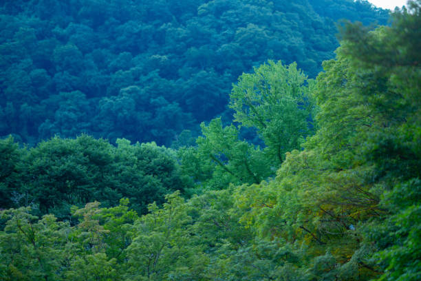 A shot over the mountainside of Mount Yonah and into the surrounding countryside. Mount Yonah is in Georgia, USA and considered one of our state's most challenging hikes.
