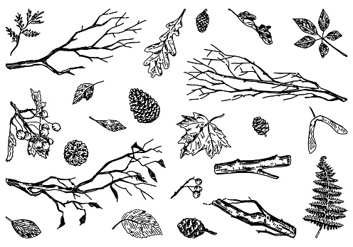 Set of autumn botany attributes. Sketches of fallen leaves, branches, pine cones, rowan twig. Hand drawn vector illustrations. Outline clipart collection isolated on white..