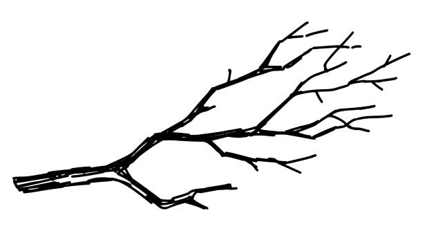 illustrations, cliparts, dessins animés et icônes de contour clipart de la branche nue. griffonnage d’arbre sans feuilles. illustration vectorielle dessinée à la main isolée sur fond blanc. - tree silhouette branch bare tree