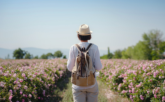 woman enjoying the aroma in Field of Damascena roses in sunny summer day . Rose petals harvest for rose oil perfume production. village Guneykent in Isparta region, Turkey a real paradise for eco-tourism.