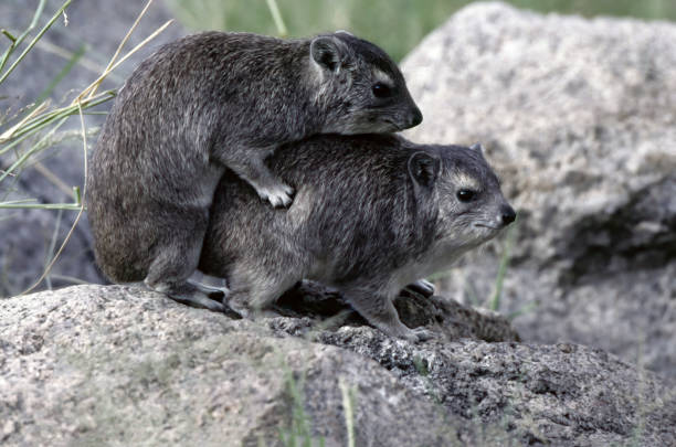 istock Yellow-spotted rock hyrax 1578544668