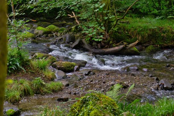 istock stream in the woods with some green grass 1578545961