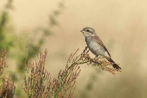 Young red-backed shrike (Lanius collurio) perching in a meadow.