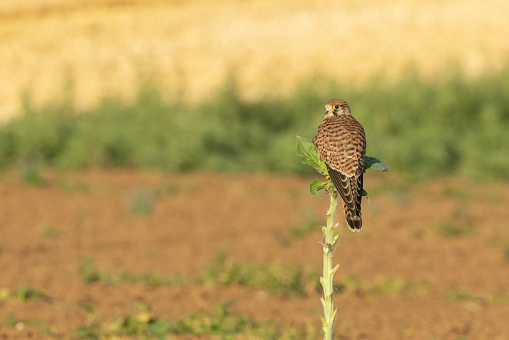 Female common kestrel (Falco tinnunculus) perching on an agricultural field.
