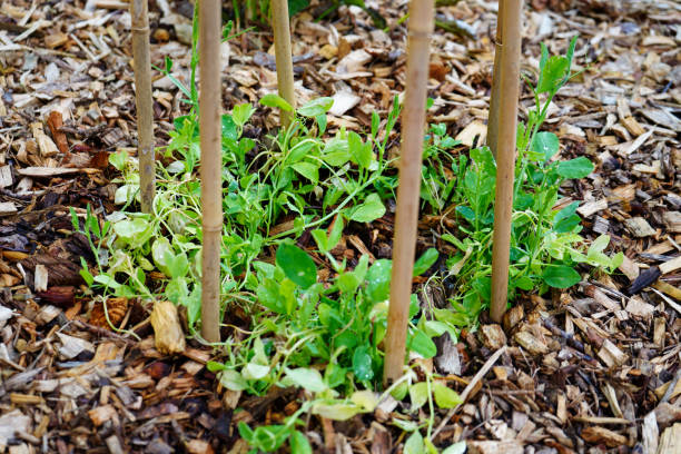 istock Close up of young peas growing 1578546504
