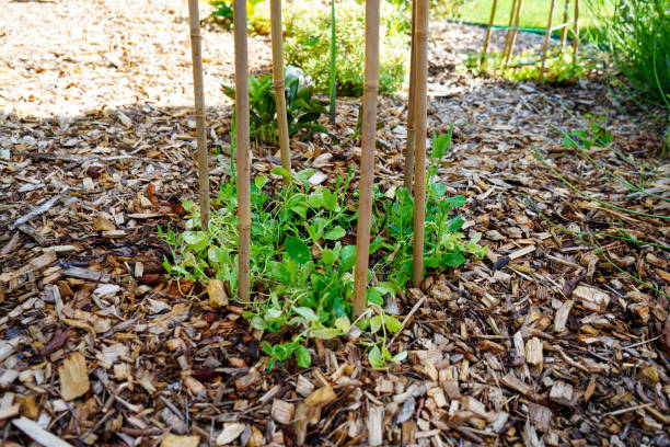 istock Close up of young peas growing 1578546575