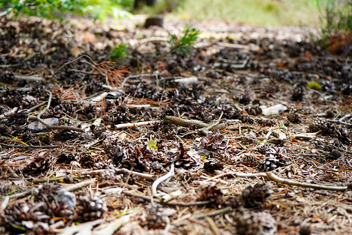 Pine cones on the forest floor