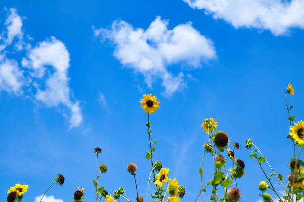 Summer sky and small yellow sunflower field