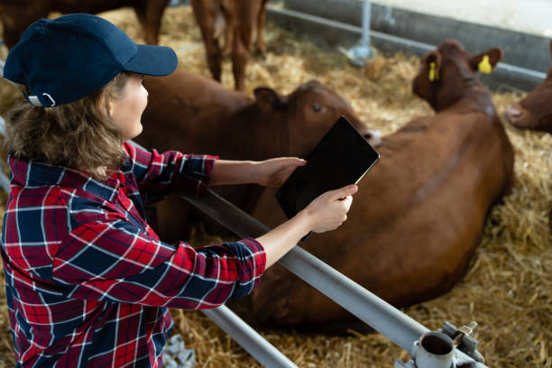 istock Woman farmer with tablet at a dairy farm. 1578547525