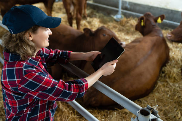 istock Woman farmer with tablet at a dairy farm. 1578547754