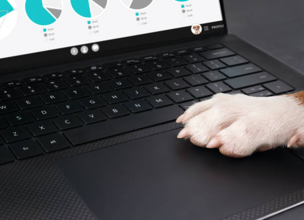 Funny dog business analyst. Dog paw on keyboard. Fake business statistics website on laptop. Pets using technology. Selective focus. White background