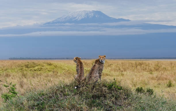 Pair of leopards on Kilimanjaro mount background in National park of Kenya, Africa stock photo