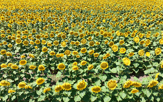 Sunflower field. Horizontal composition with copy space.