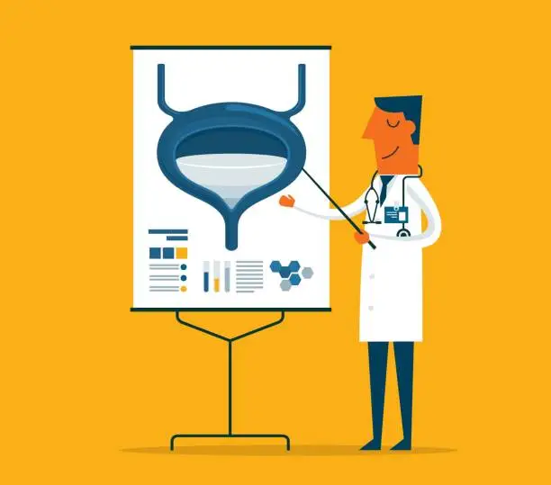Vector illustration of Doctor gives a training lecture about anatomy - human bladder