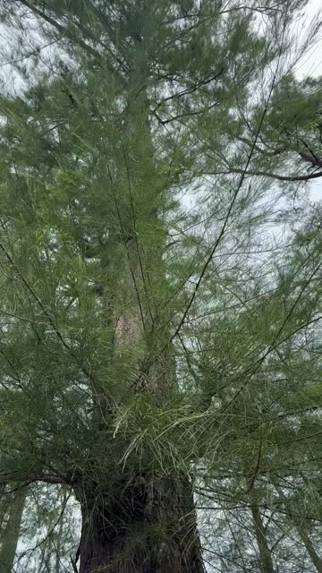 Scenic view of green pine tree swaying from below