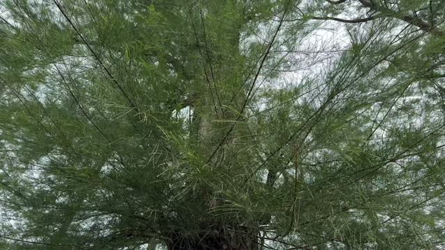 Scenic view of green pine tree swaying from below