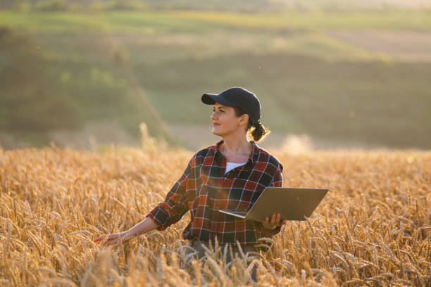 istock Farmer working with laptop on wheat field 1578554153