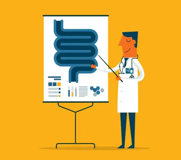 Vector illustration of Doctor gives a training lecture about anatomy - human intestine