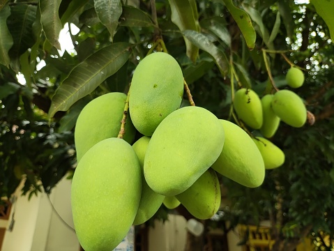 Fresh green mango fruit