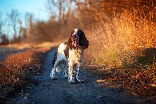 A beautiful dog of the English Springer Spaniel breed stands on a dirt road near a field in the golden rays of the setting sun. Hunting dog breed. Selective focus. Soft focus.