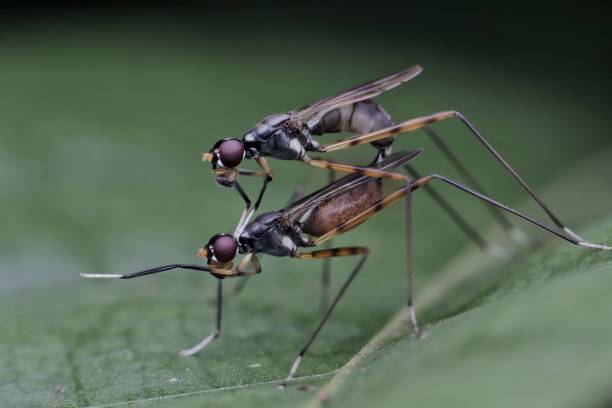 istock stilt-legged of borneo sabah malaysia mating 1578561971