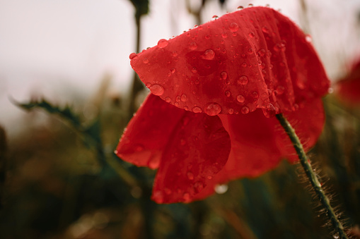 Close up of a red Poppy covered in rain drops on a bad weather June day in Newquay, Cornwall.