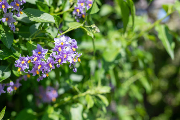 Close up of Chilean nightshade (solanum crispum) flowers in bloom