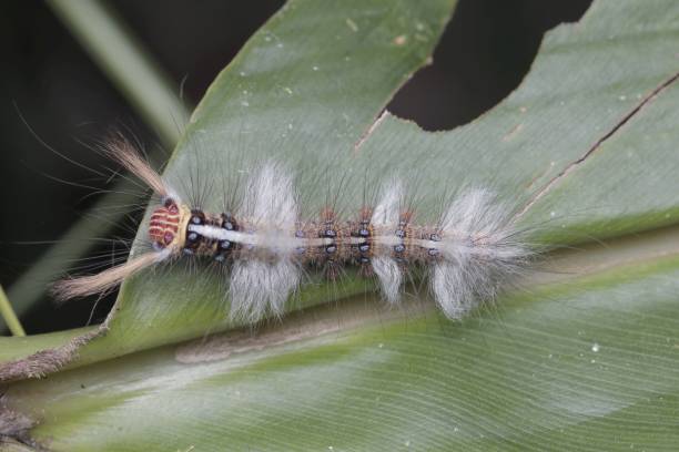 istock caterpillar of borneo sabah malaysia 1578562990