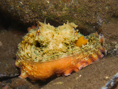 Octopus vulgaris underwater