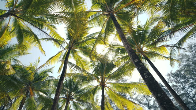 Low angle shot Coconut palm trees bottom top view sky. establishing shot