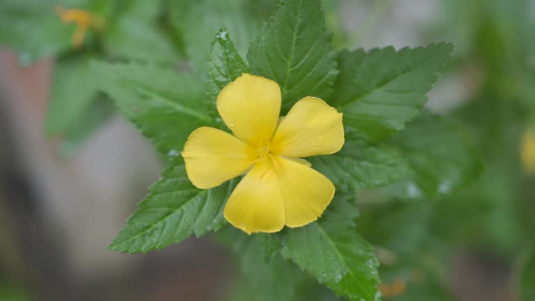 Shallow focus of a yellow Damiana flower with green leaves