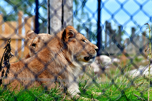 Two lions behind wire fence at the Zoo of Kristiansand, Norway.
