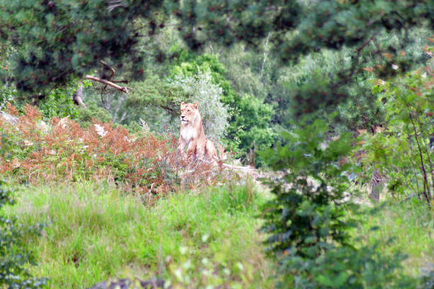 istock Alert Lionesse in Zoo Landscape 1578604701