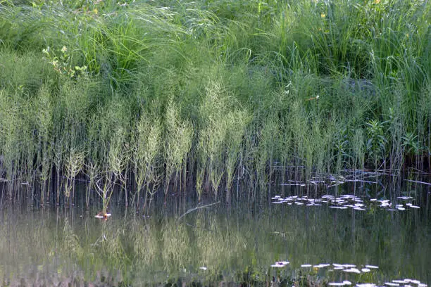 Green horsetail plants by lake.