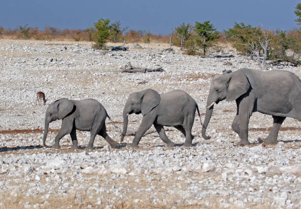 ナミビアの象 - damaraland ストックフォトと画像