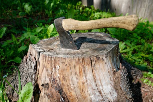 istock an ax sticks out in a stump of a cut tree 1578620410