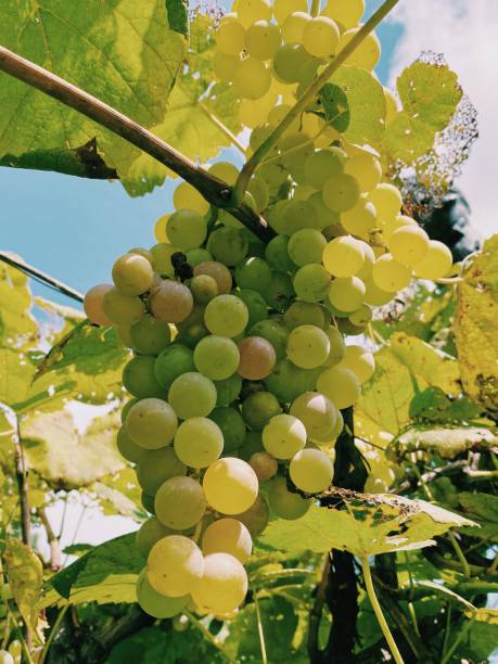 Grapes