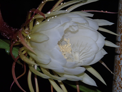 Epyphyllum flowers bloom at night and have a very fragrant smell. This picture was taken from Central Java, Indonesia