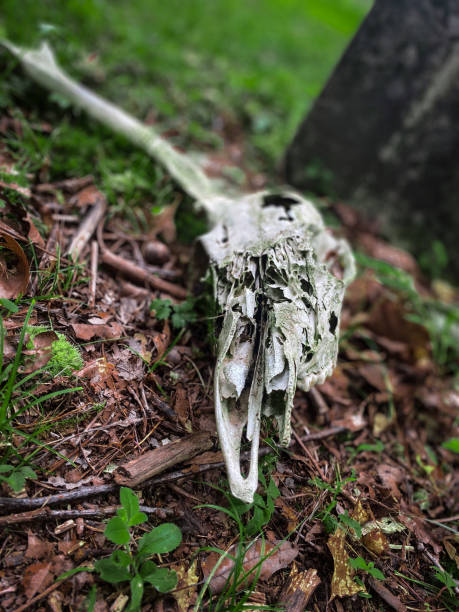 istock Single Horn Deer Skull in Cemetery with Moss and Tombstone 1578629509