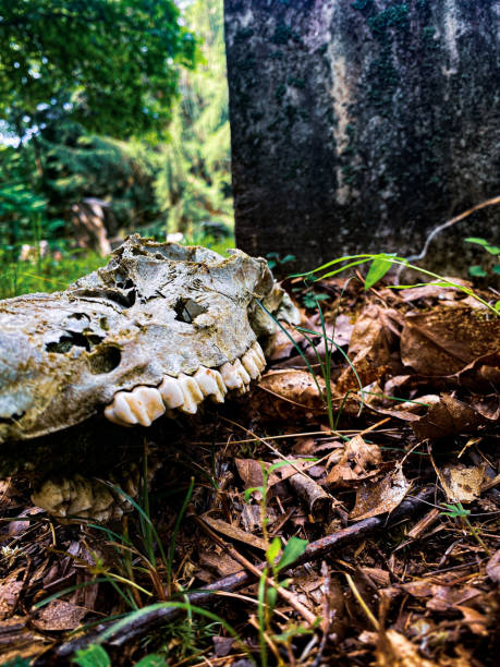 istock Dear Skull on Tombstone at Old Cemetary 1578629528
