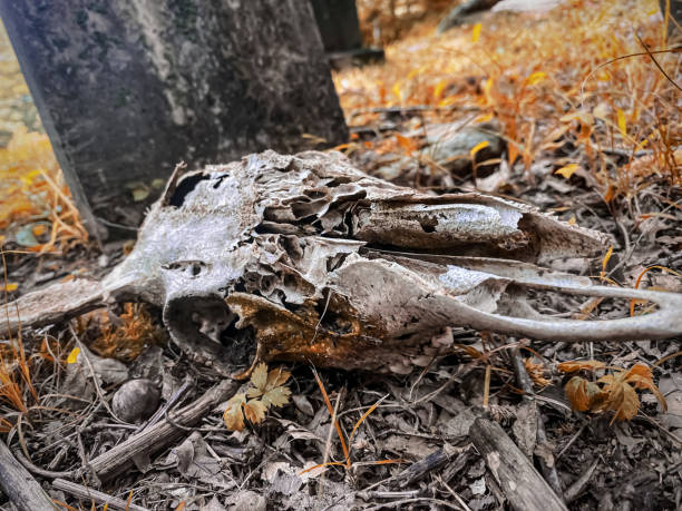 istock Abandoned Deer Skull in Rural Cemetery 1578630584