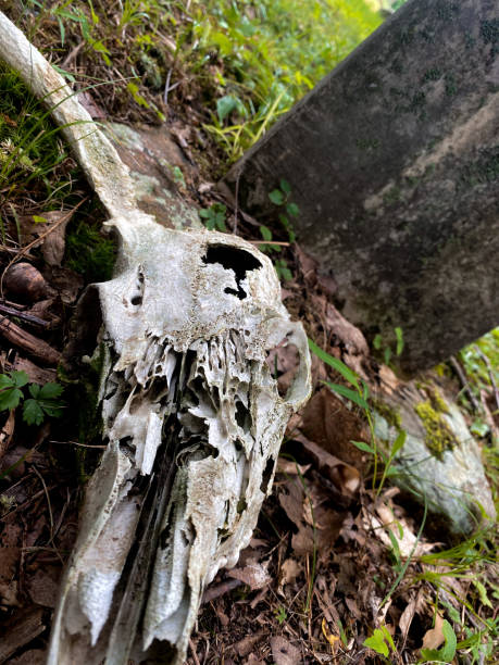 istock Whitetail Deer Skull in old Cemetery 1578630585