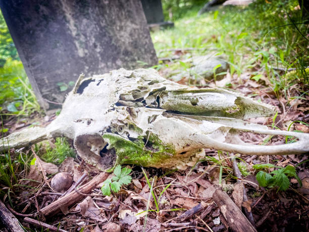 istock Deer Skull Found in Abandoned Cemetery 1578630586