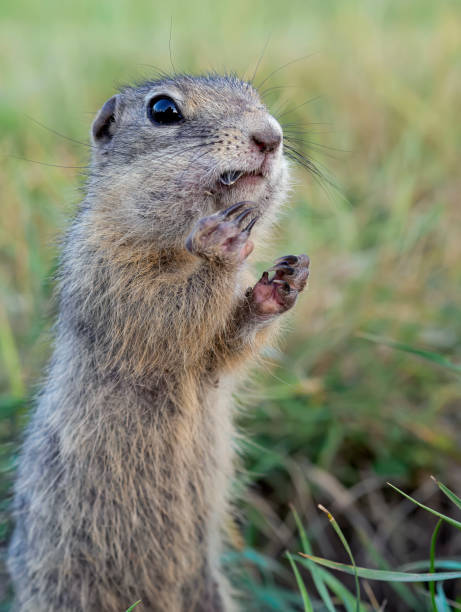 istock Prairie dog standing on its hind legs and looking around 1578637329