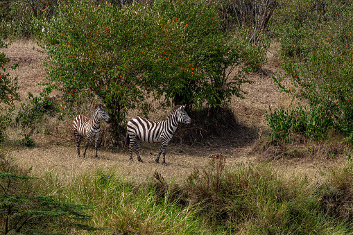 Mother Plains Zebra and her foal  at Mara River at Great Migration