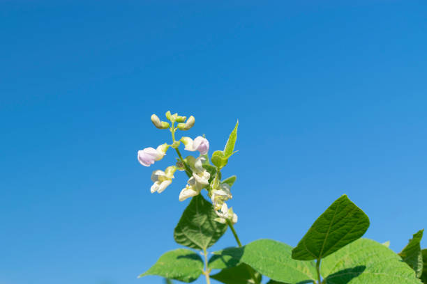 Young stalks of a string bean in blossom