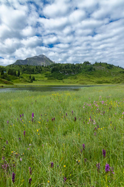 paesaggi vicino a kalbelesee, hochtann mountain pass, warth, vorarlberg, austria - kalbelesee foto e immagini stock